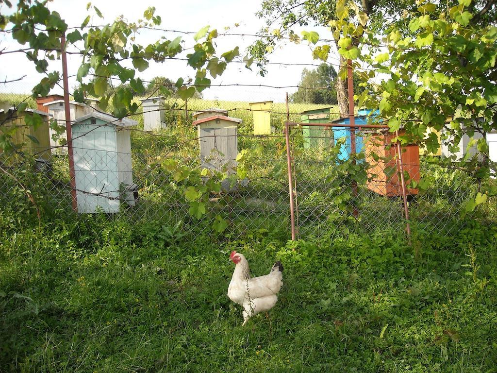 Homestay Wczasy Od Maluszka Do Staruszka Ryglice